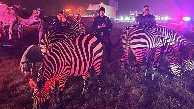 El grupo de animales, que incluía cebras y camellos, fue visto a un lado de la Interestatal 69...