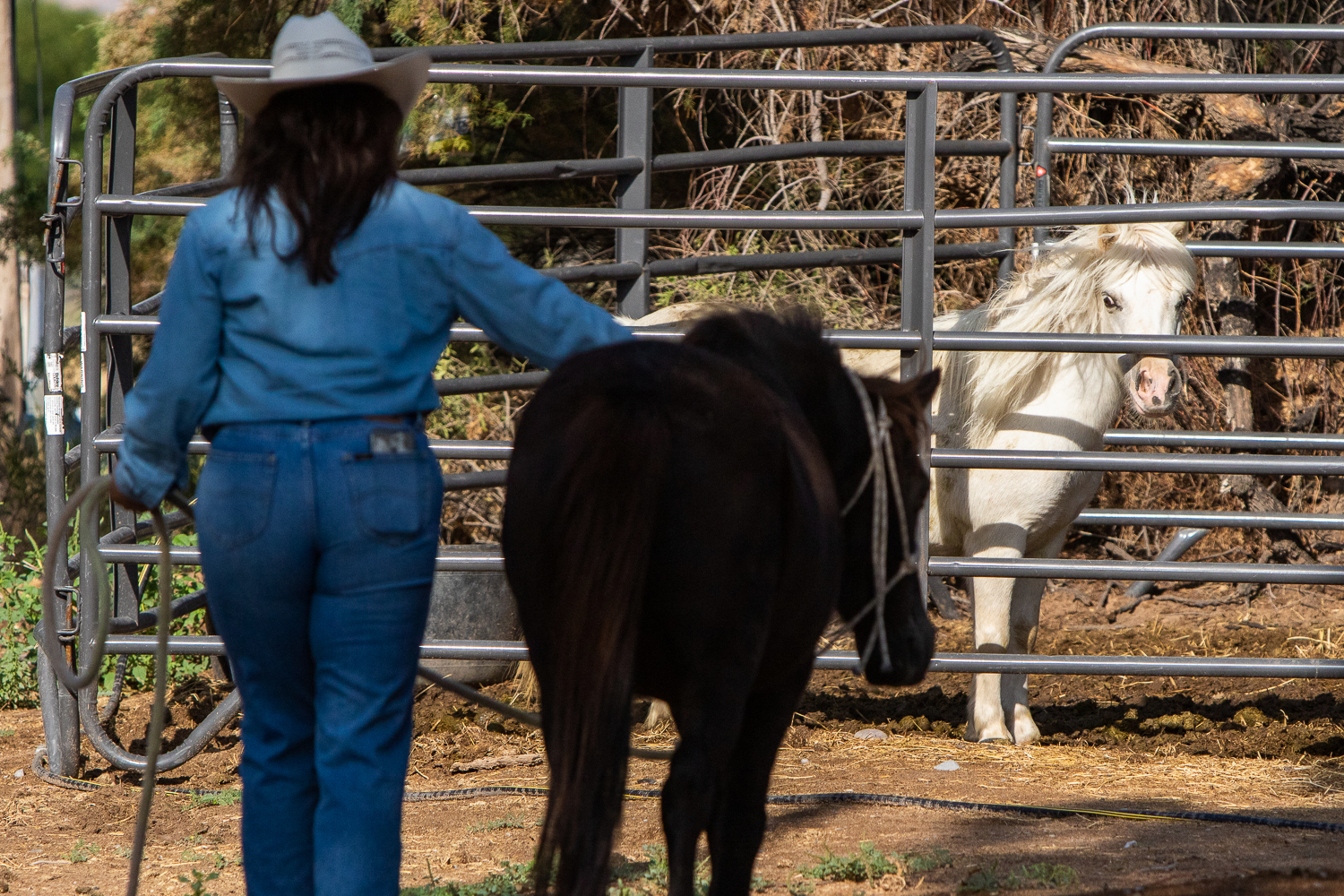 Jasmin Gómez, voluntaria del River Thunder Ranch, lleva a Blackie, una yegua de Shetland, a un...